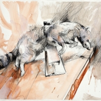 Racoon